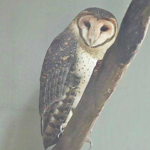 Australian Masked Owl (Tyto novaehollandiae)