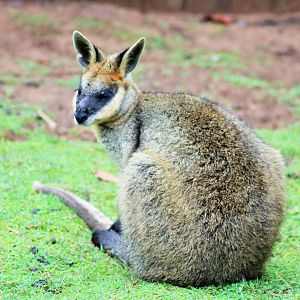 Swamp Wallaby (Wallabia bicolor)