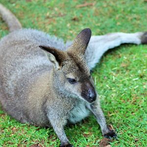 Bennett's Wallaby (Macropus rufogriseus rufogriseus)