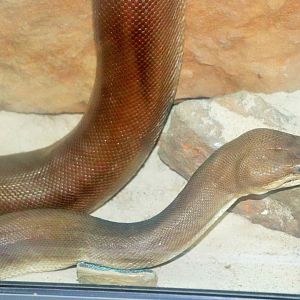 Olive Python (Liasis olivaceus)