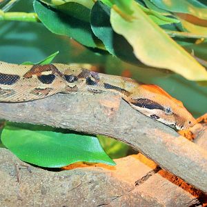 Boa Constrictor (Boa constrictor)