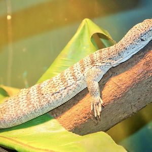 Spotted Tree Monitor (Varanus scalaris)