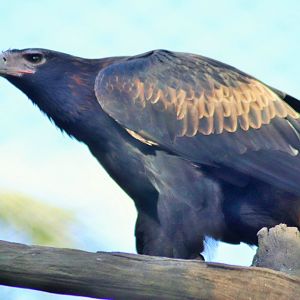 Wedge-tailed Eagle (Aquila audax)