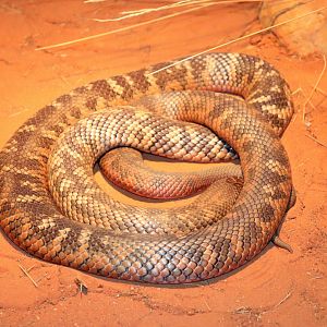 Collett's Snake (Pseudechis colletti)