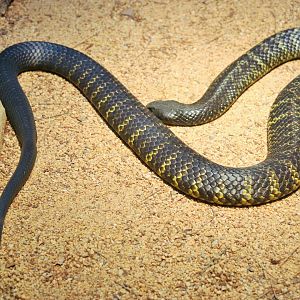 Black Tiger Snake (Notechis scutatus humphreysi)