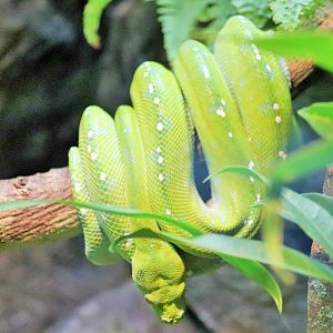 Green Tree Python (Morelia viridis)