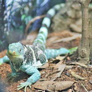 Fijian Crested Iguana (Brachylophus vitiensis)