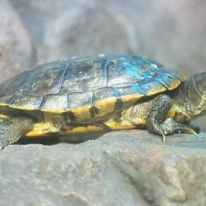 Red-eared Slider (Trachemys scripta elegans)