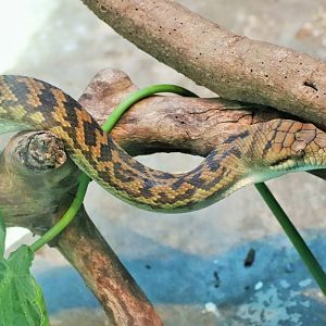 Scrub Python (Morelia amethistina)