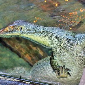 Mertens' Water Monitor (Varanus mertensi)