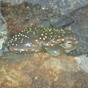 Magnificent Tree Frog (Litoria splendida)