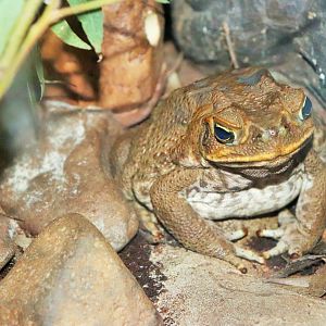 Cane Toad (Bufo marinus)