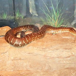 Centralian Carpet Python (Morelia spilota bredli)