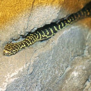 Broad-headed Snake (Hoplocephalus bungaroides)