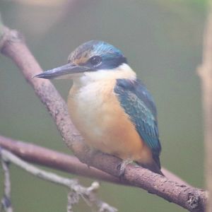 Sacred Kingfisher (Todiramphus sanctus)