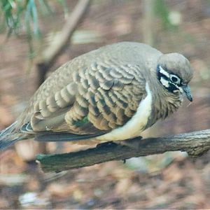 Squatter Pigeon (Geophaps scripta)