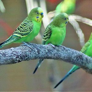 Budgerigar (Melopsittacus undulatus)