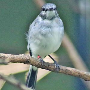 Hooded Robin (Melanodryas cucullata)