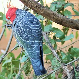 Gang-gang Cockatoo (Callocephalon fimbriatum)