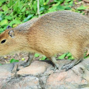 Capybara (Hydrochoerus hydrochaeris)
