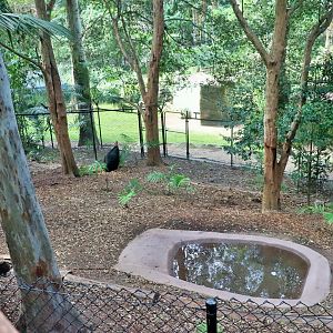 Lost Valley- Southern Cassowary Enclosure
