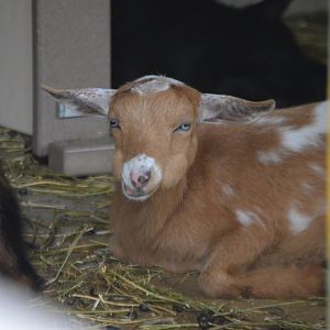 Capra aegagrus hircus kid