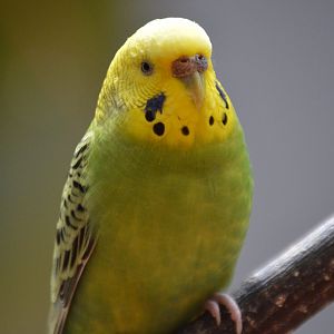 Melopsittacus undulatus