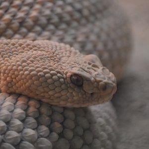Crotalus durissus unicolor