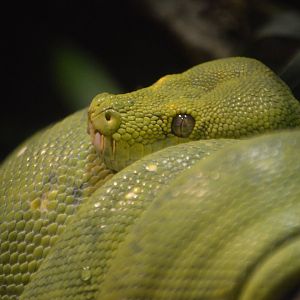 Morelia viridis