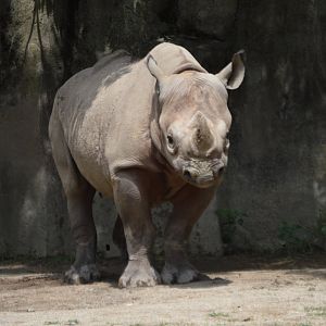 Diceros bicornis michaeli