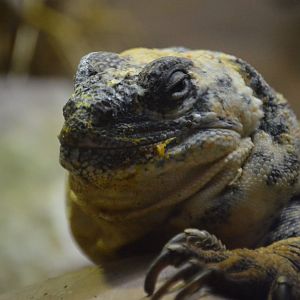 "Bring me Solo and the Wookie"