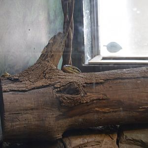 Hide-and-Seek with a Varanus panoptes