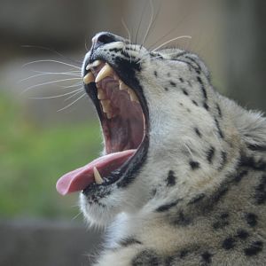 Panthera uncia yawning