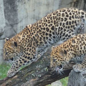 Prepare for trouble, and make it double (Panthera pardus orientalis)