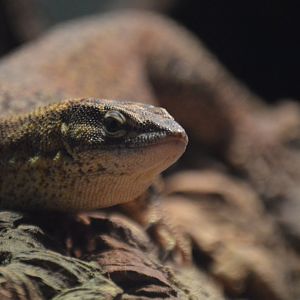 Varanus acanthurus