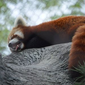 Ailurus fulgens styani