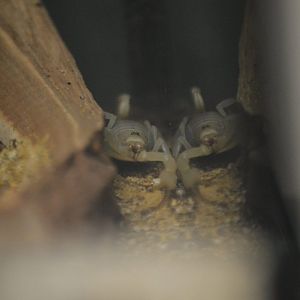 Smeringurus mesaensis