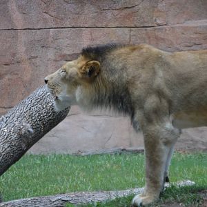 Zenda mid-roar (Panthera leo)
