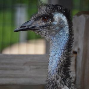 Dromaius novaehollandiae