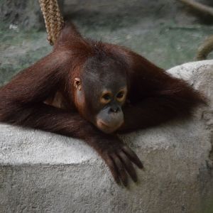 Pongo pygmaeus
