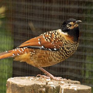 Spotted Laughing thrush