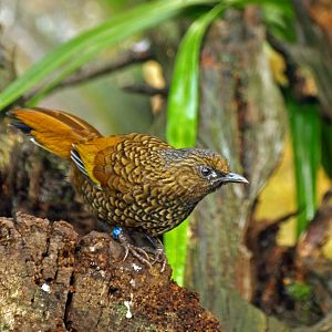 Scaly Laughing thrush