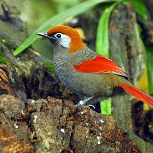 Red-tailed Laughing thrush