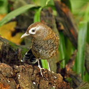 Barred Laughing thrush