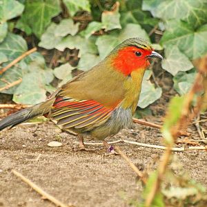Red-faced Liocichla