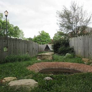 New Guinea Singing Dog Exhibit