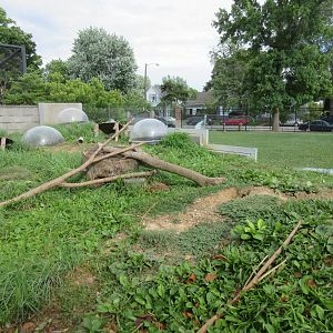 Black-tailed Prairie Dog Exhibit