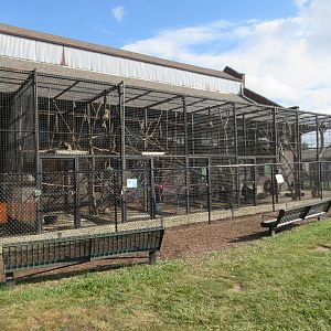 Older Exhibits (3 Species)