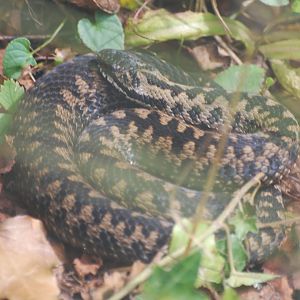 Northern adder