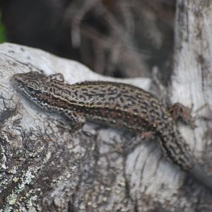 Viviparous lizard